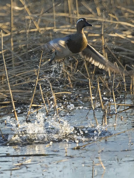 Heinätavi, Garganey, Anas querquedula